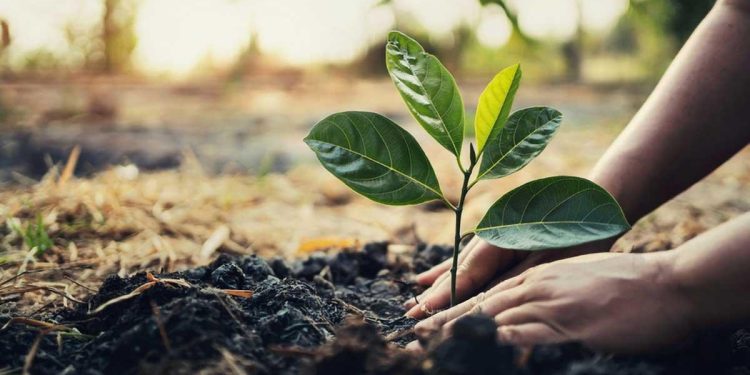 Building Climate Resilience in Rwanda: Biodiversity and Nature-Based Solutions