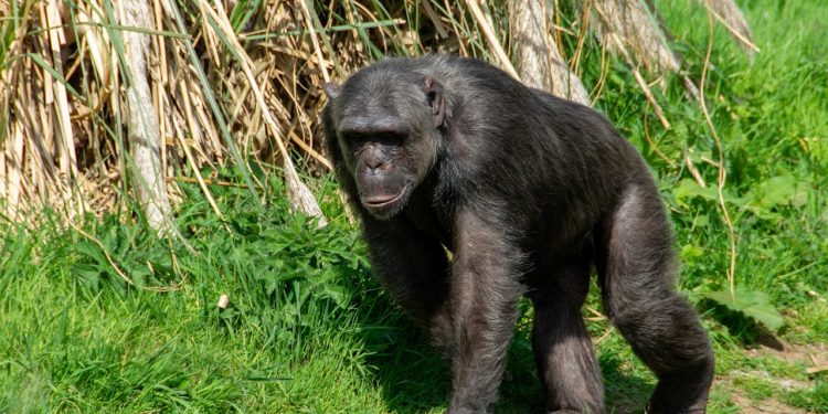 11-Day Rwanda-Uganda Safari Itinerary for 2025: An Unforgettable Wildlife and Cultural Adventure